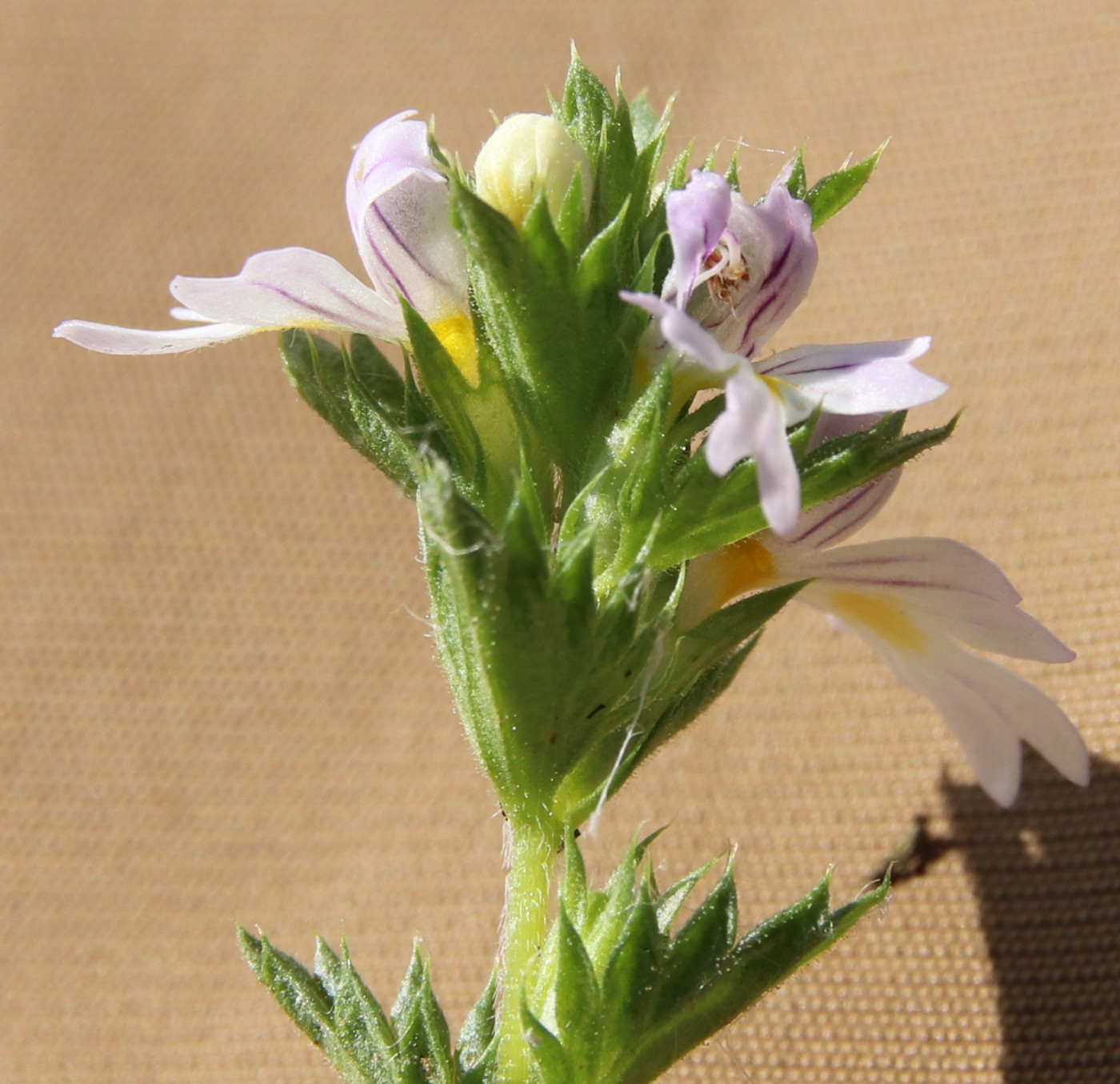 Image of Euphrasia fennica specimen.