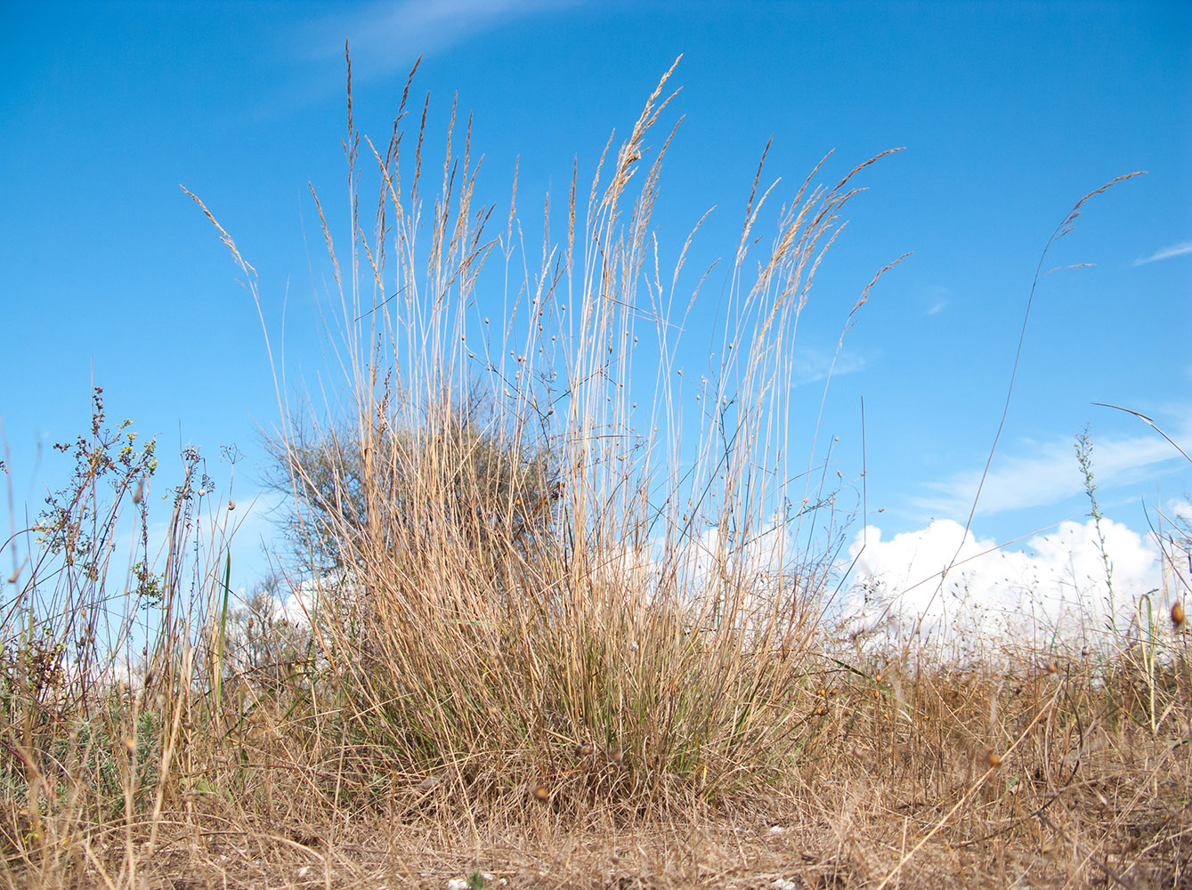 Изображение особи род Agrostis.