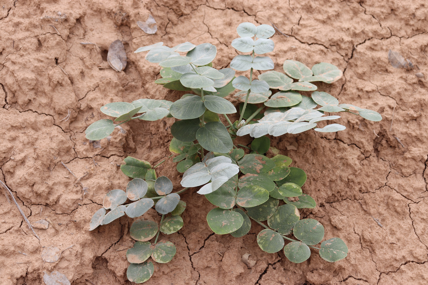 Image of Astragalus bucharicus specimen.