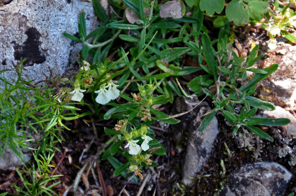 Изображение особи Teucrium montanum.