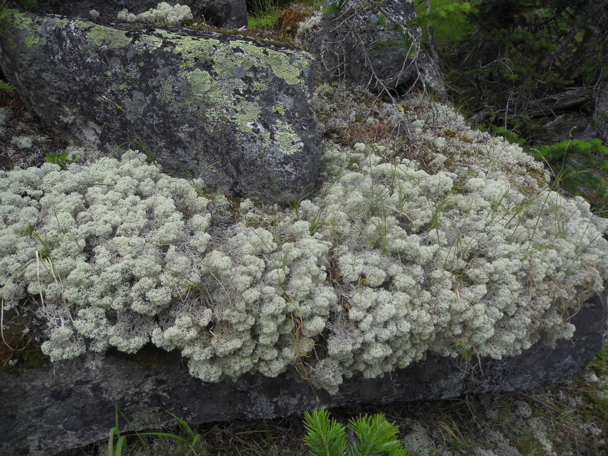 Image of Cladonia stellaris specimen.