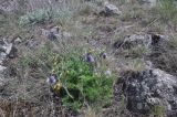 Pulsatilla violacea. Цветущее растение. Грузия, край Самцхе-Джавахети, Аспиндзский муниципалитет, окр. крепости Тмогви, левый борт долины р. Кура, восточный склон Эрушетского нагорья, вершина отрога (на котором стоит крепость Тмогви), луг. 01.05.2019.