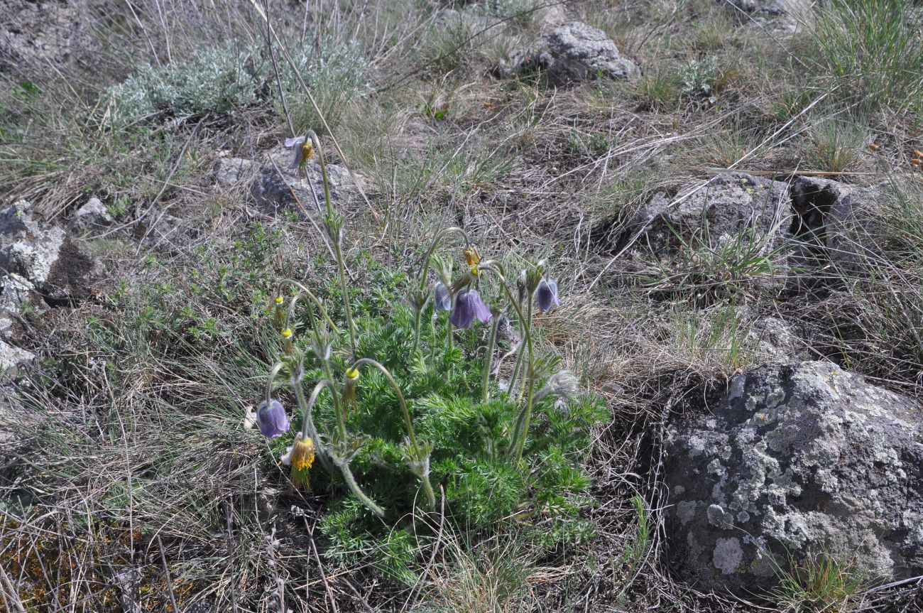 Image of Pulsatilla violacea specimen.