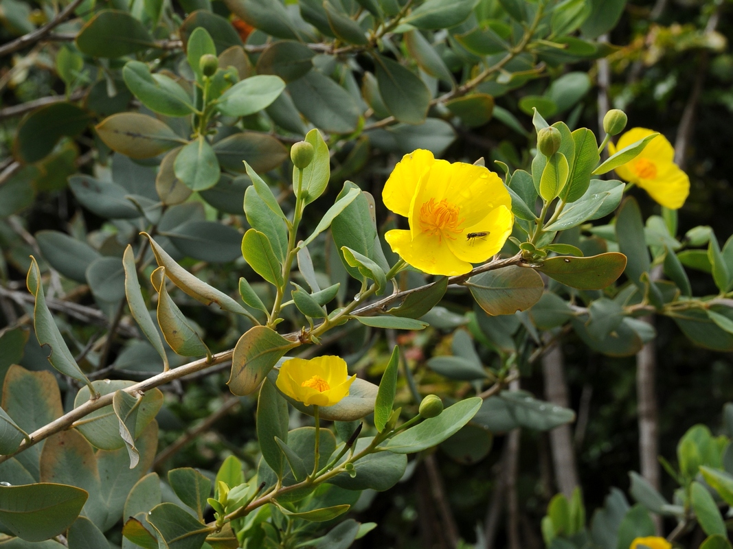 Изображение особи Dendromecon harfordii.