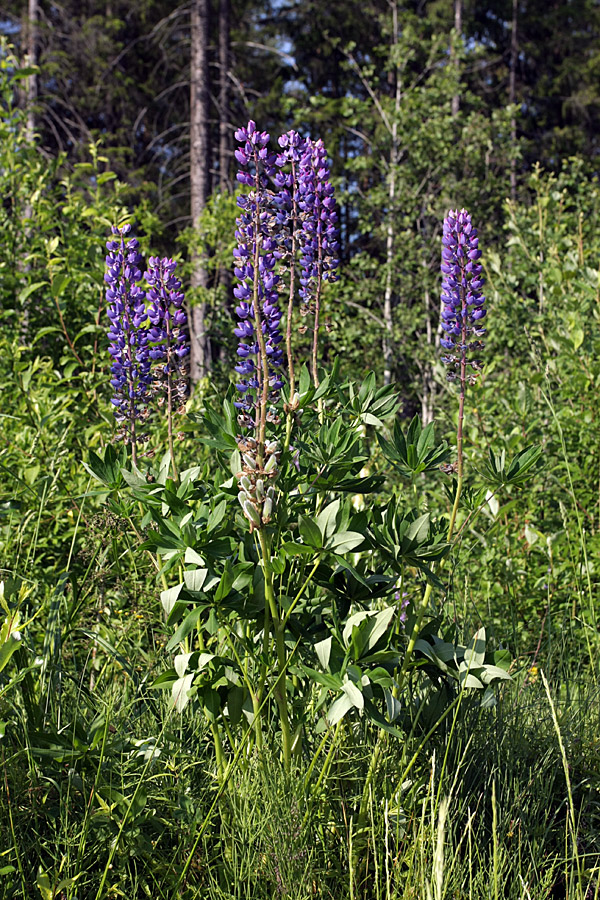 Изображение особи Lupinus polyphyllus.