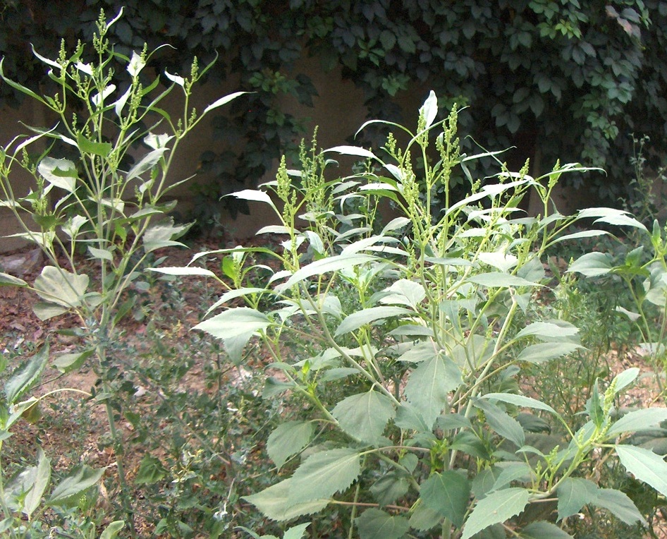 Изображение особи Cyclachaena xanthiifolia.