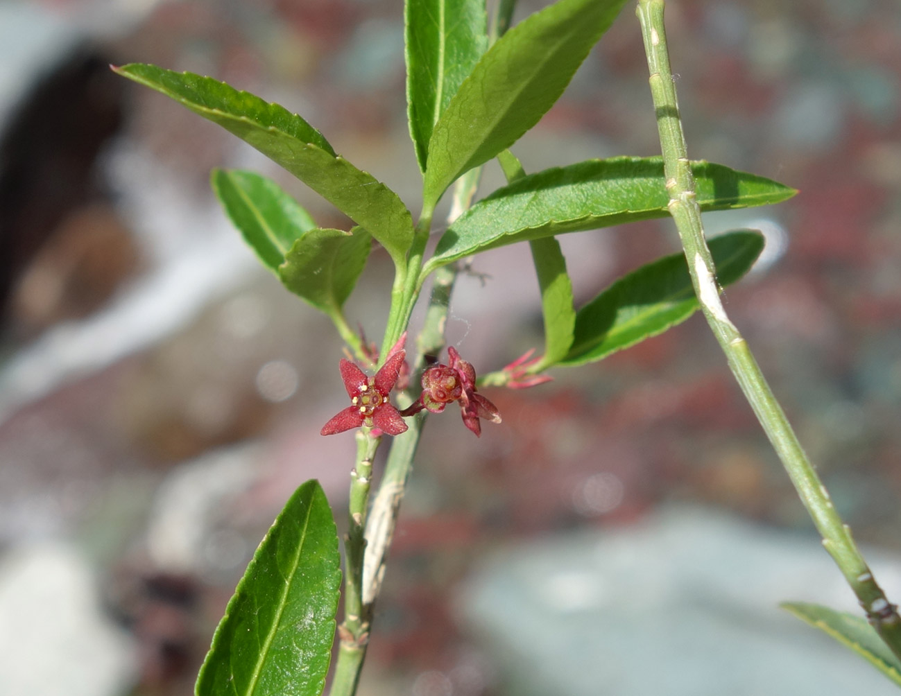 Image of Euonymus semenovii specimen.