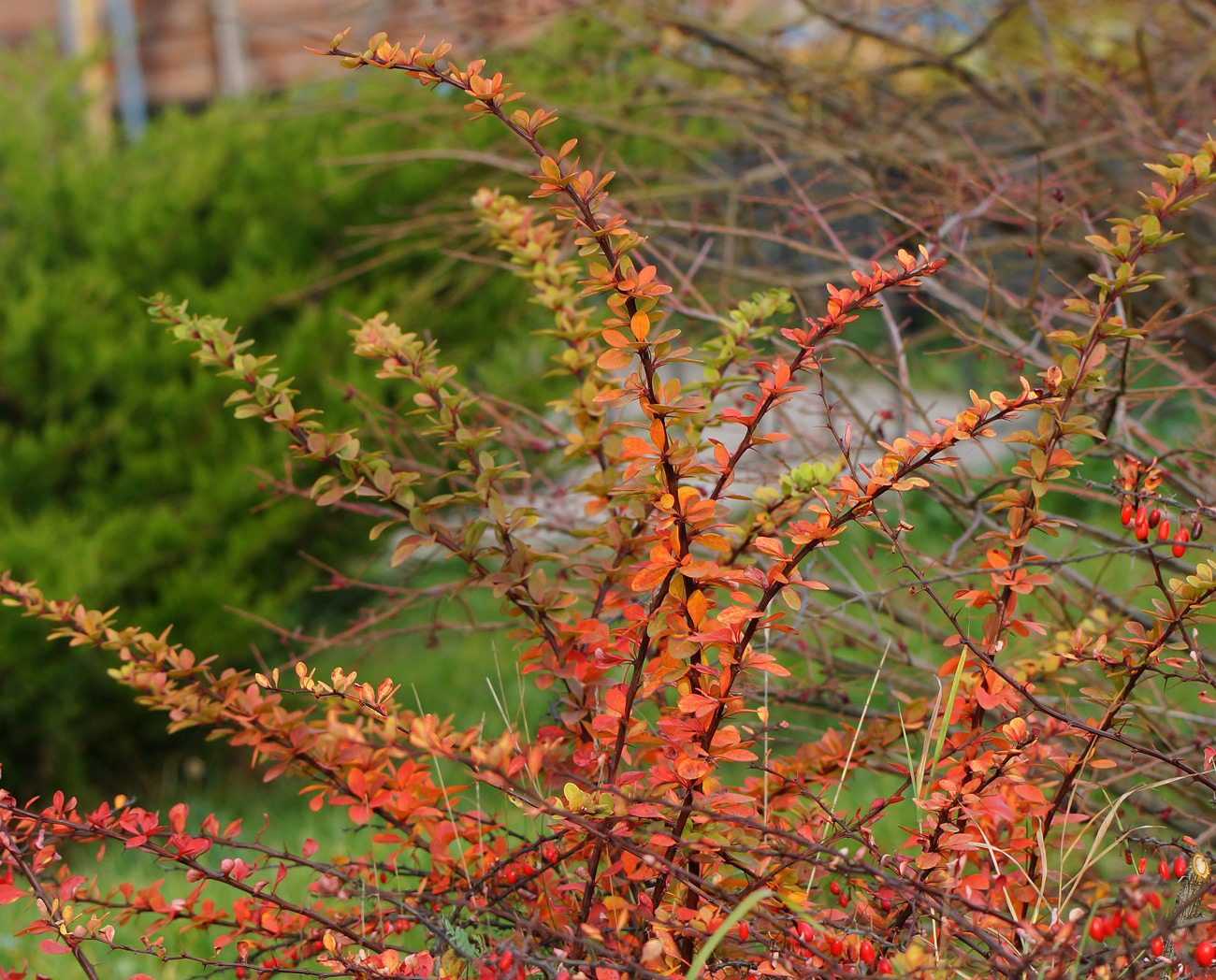 Image of Berberis thunbergii specimen.