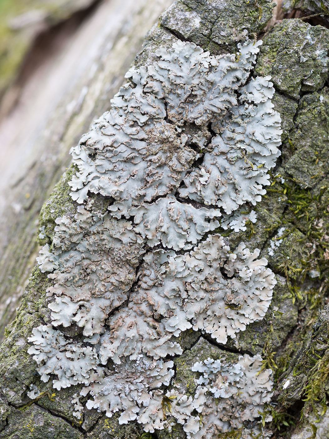 Image of Physconia grisea specimen.