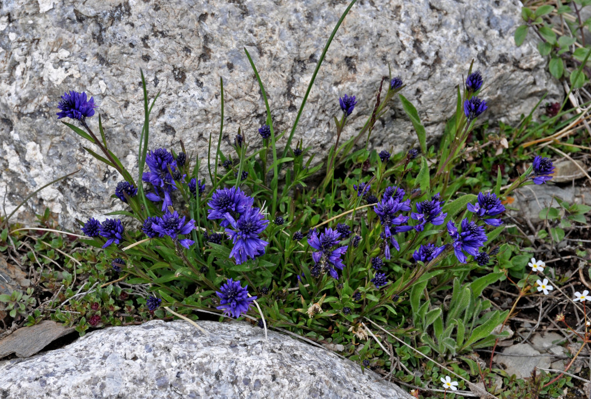 Изображение особи Polygala hybrida.