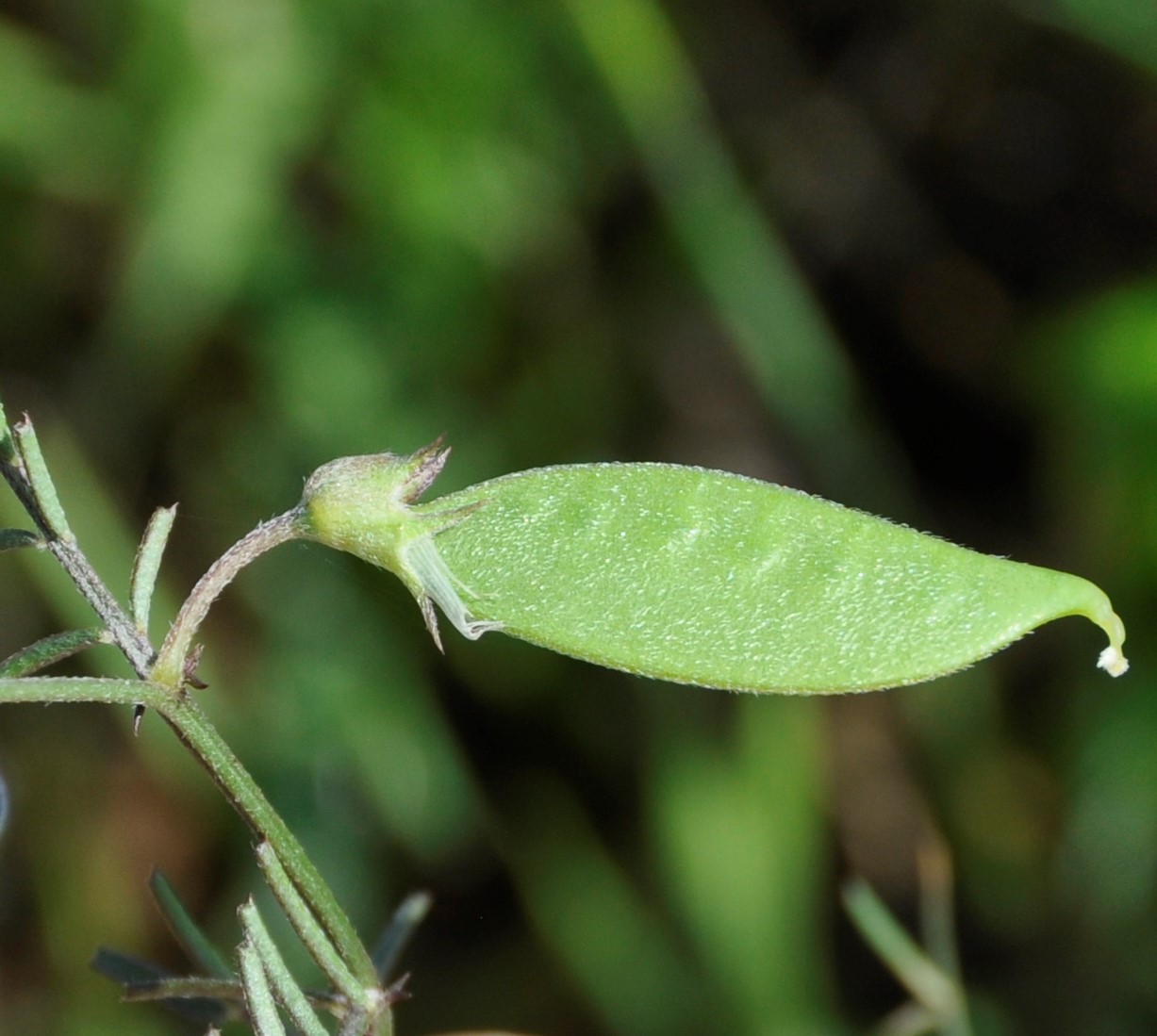 Изображение особи Vicia peregrina.