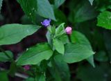 Pulmonaria obscura. Верхушка побега с соцветием. Московская обл., Пушкинский р-н, окр. дер. Мураново, смешанный лес. 25.05.2019.