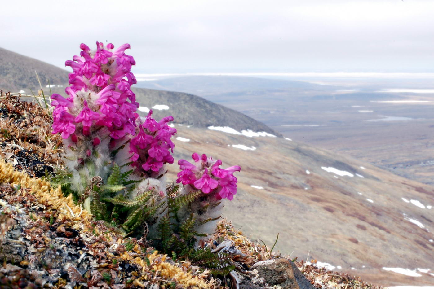 Image of Pedicularis alopecuroides specimen.