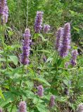 Agastache rugosa