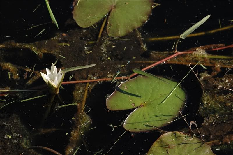 Image of Nymphaea mexicana specimen.