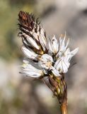 Asphodelus cerasifer. Верхушка соцветия. Испания, автономное сообщество Каталония, провинция Жирона, комарка Баш Эмпорда, муниципалитет Тороэлья-де-Монгри, гора Rocamaura, верхняя пологая часть каменистого склона, окр. телебашни. 27.02.2020.