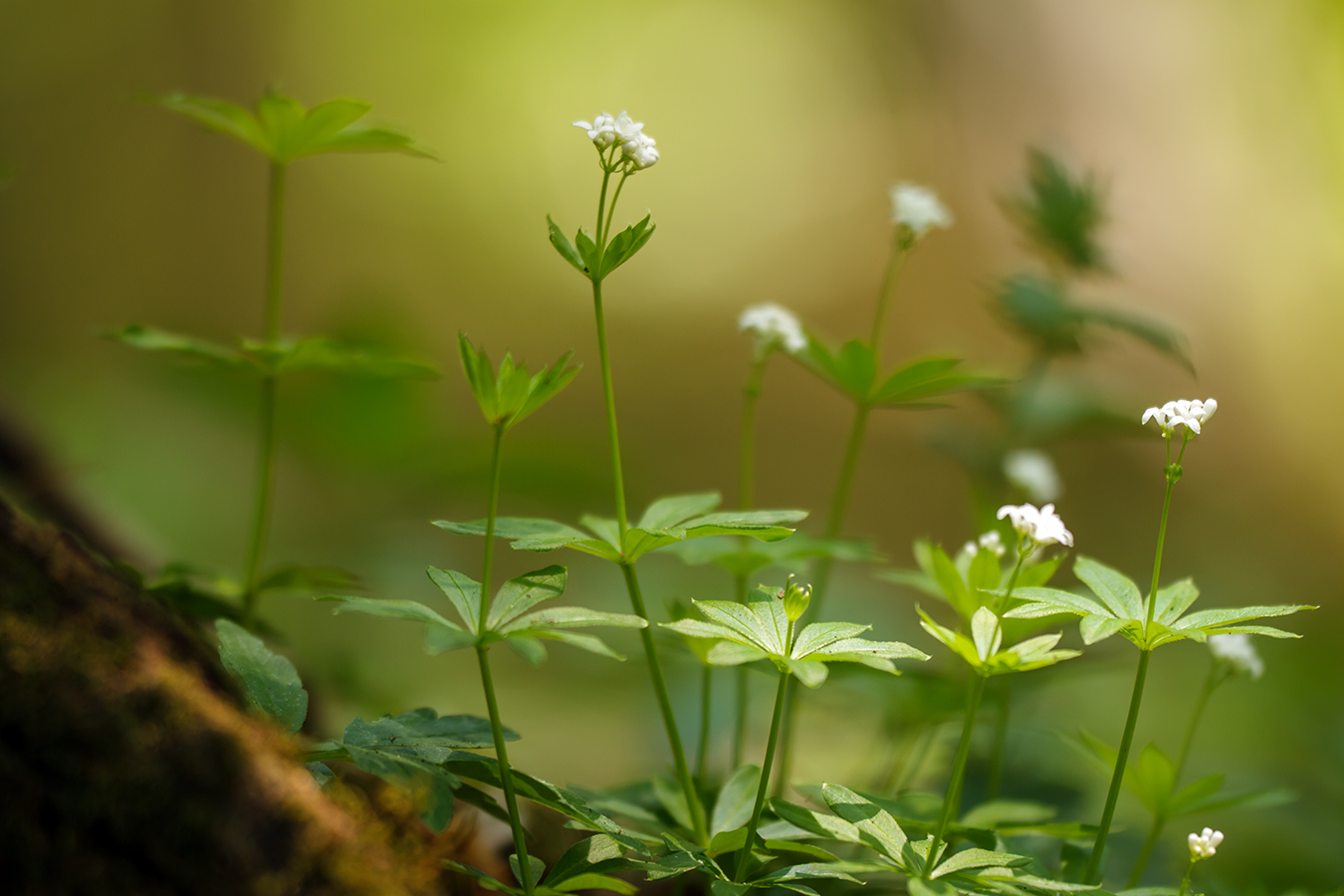 Изображение особи Galium odoratum.