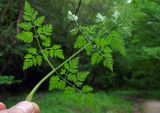 Anthriscus cerefolium