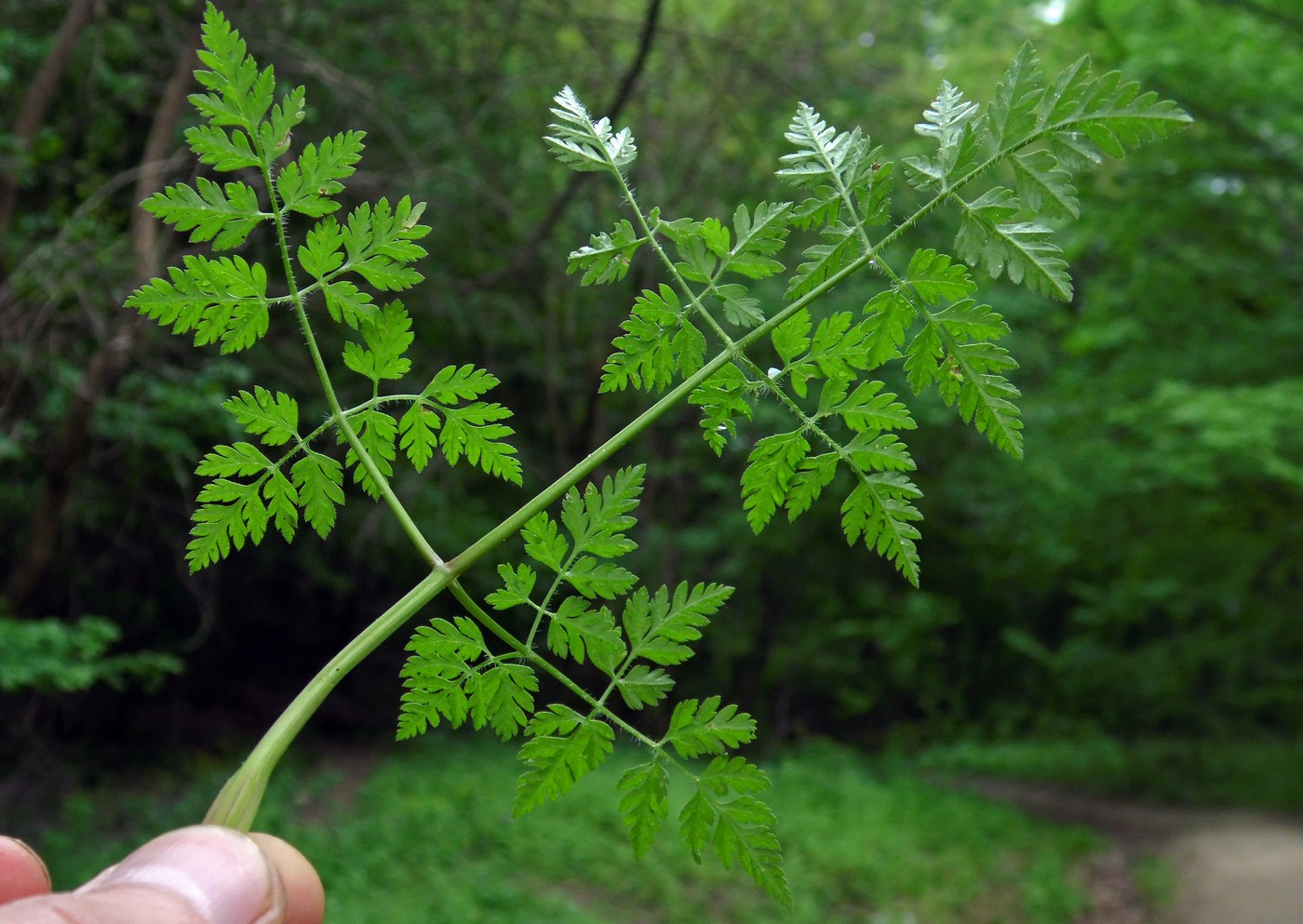 Image of Anthriscus cerefolium specimen.