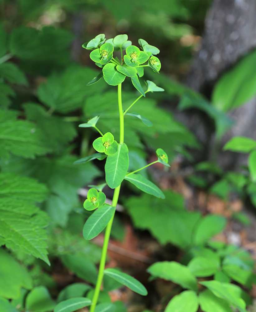 Изображение особи Euphorbia lucorum.