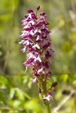 Orchis purpurea подвид caucasica. Соцветие. Краснодарский край, Крымский р-н, окр. станицы Гладковская, грязевой вулкан Гладковские сопки, каменистый склон балки, дубовый лес. 25.04.2020.