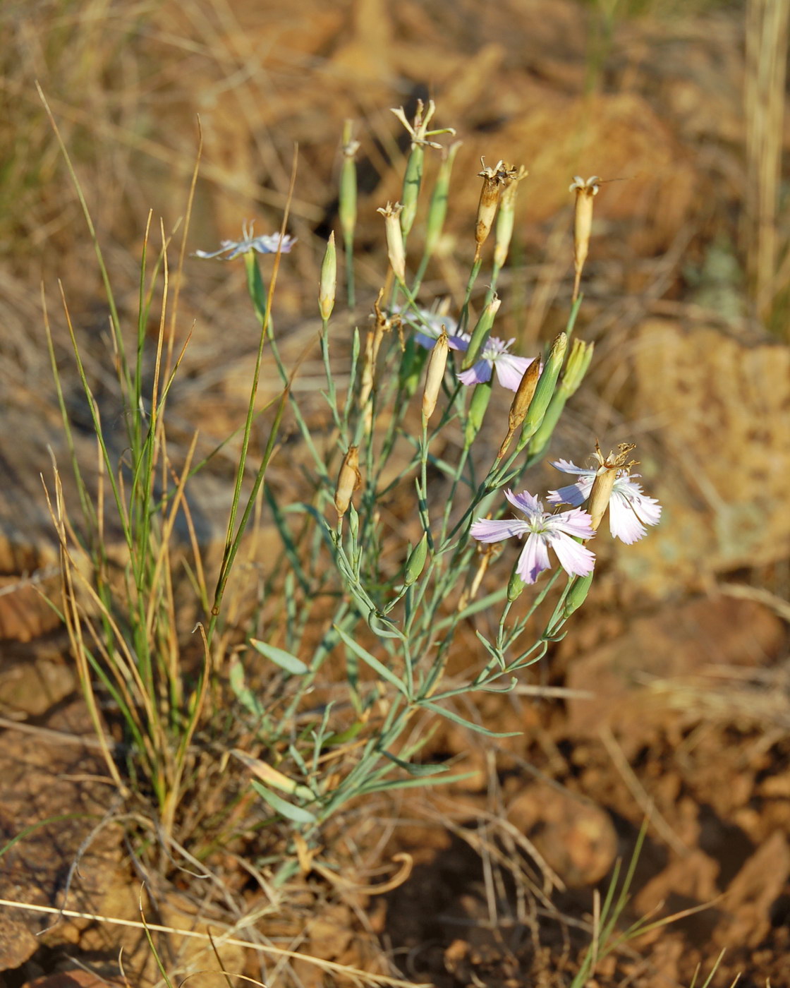 Изображение особи род Dianthus.