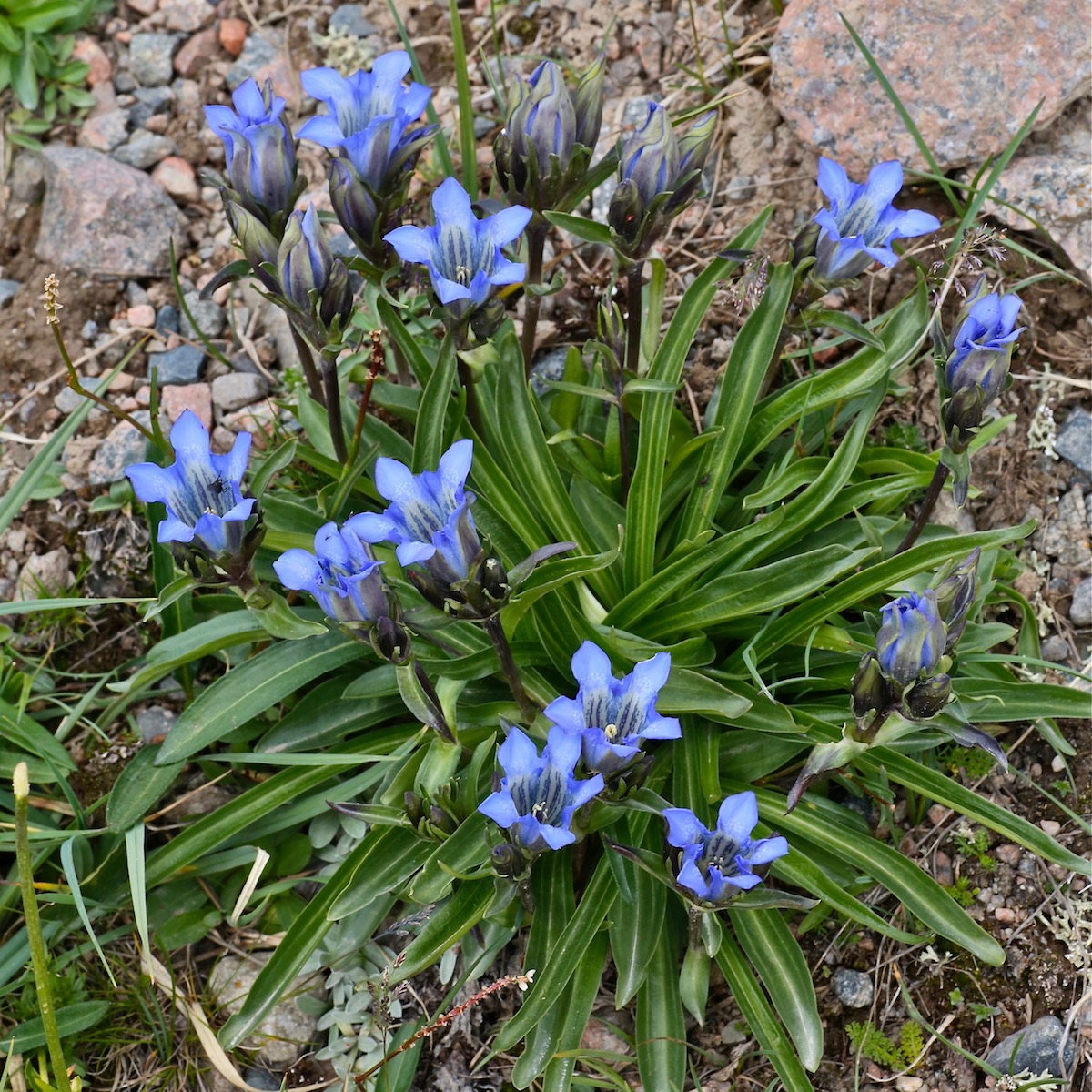 Изображение особи Gentiana kaufmanniana.