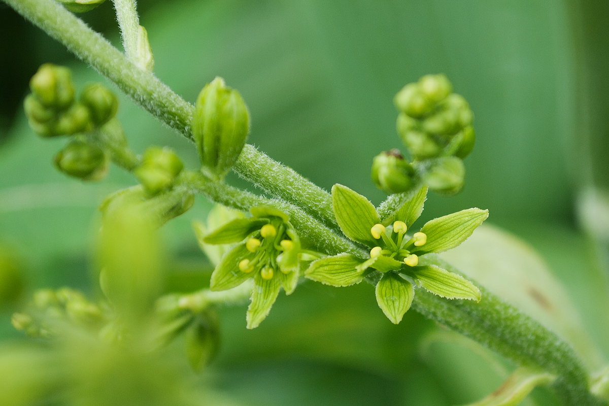 Image of Veratrum lobelianum specimen.