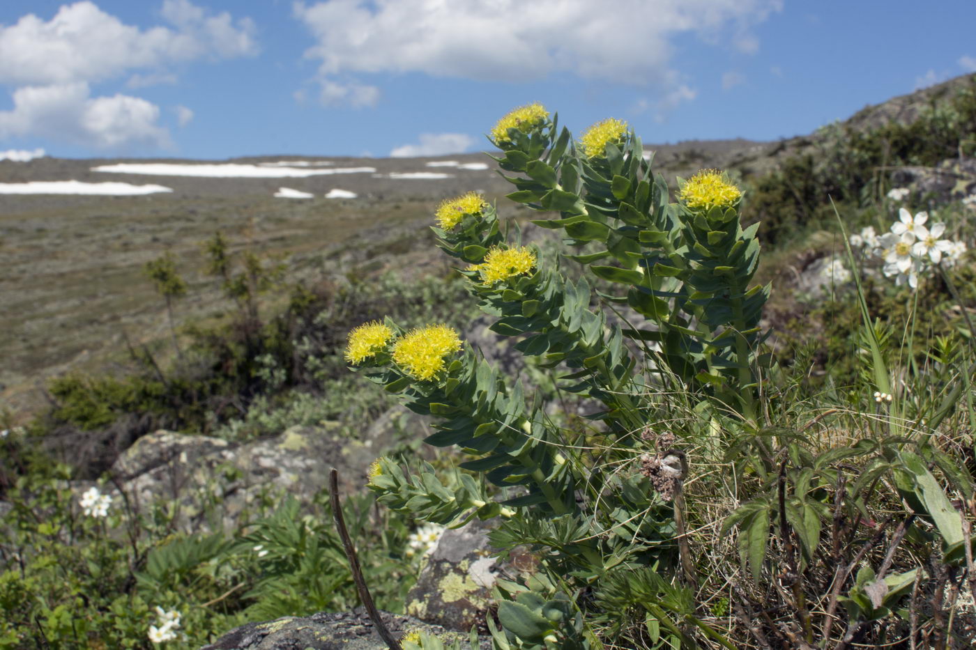 Image of Rhodiola rosea specimen.