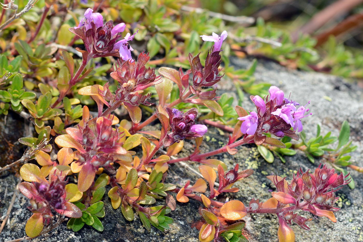 Изображение особи Thymus pseudalternans.