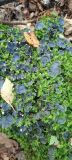 genus Peltigera