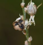 Image of taxon representative. Author is Татьяна Мальчинская