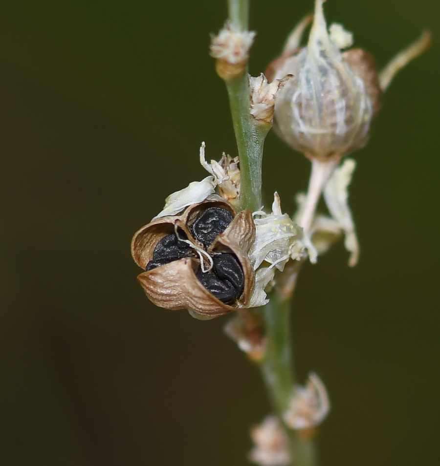 Image of Chlorophytum saundersiae specimen.