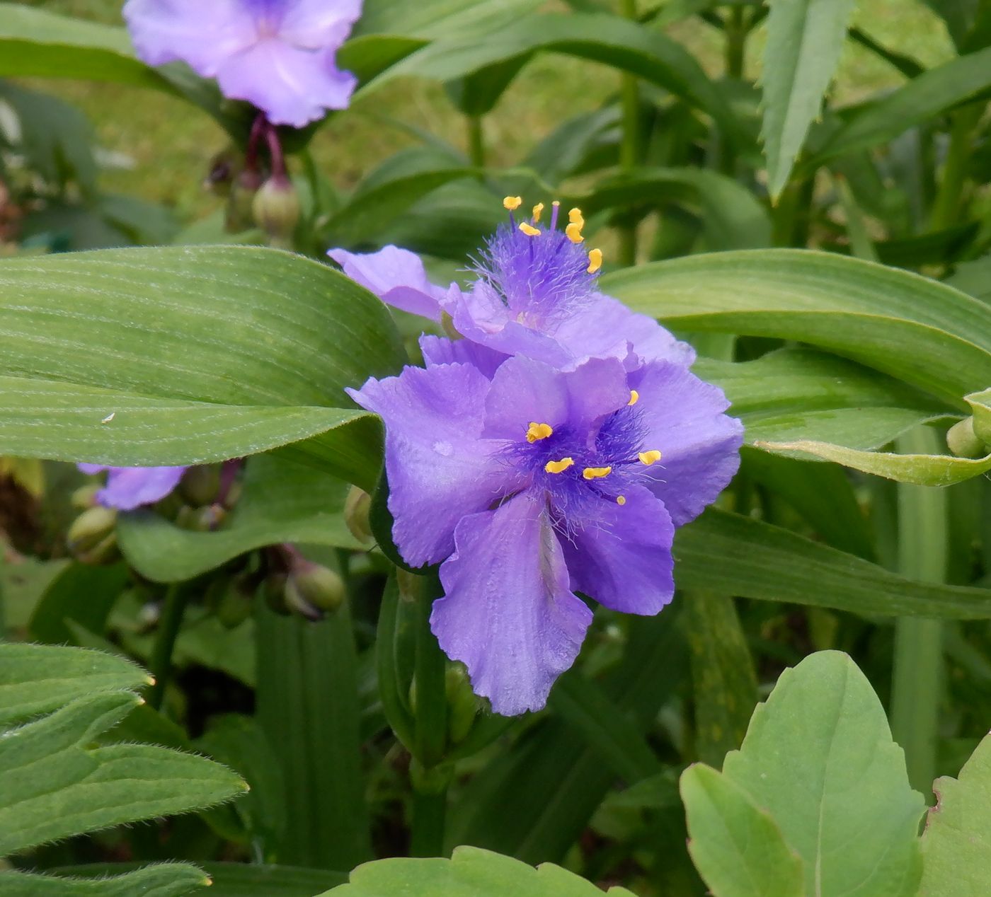 Изображение особи Tradescantia virginiana.