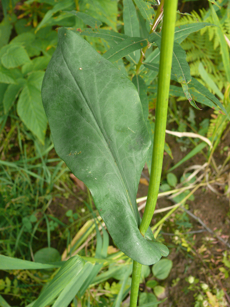 Image of Bupleurum longifolium ssp. aureum specimen.