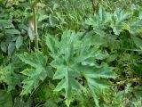 Heracleum sibiricum