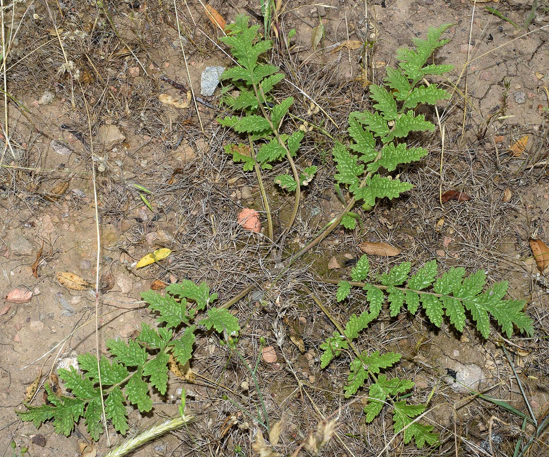 Image of Phlomoides speciosa specimen.