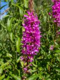 Lythrum salicaria