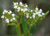 Valerianella turkestanica. Соцветия. Узбекистан, Кашкадарьинская обл., Шахрисабзский р-н, зап. отр. Гиссарского хр., окр. кишлака Хумман, глинистый склон реки. 29.04.2013.