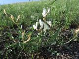 Astragalus chakassiensis