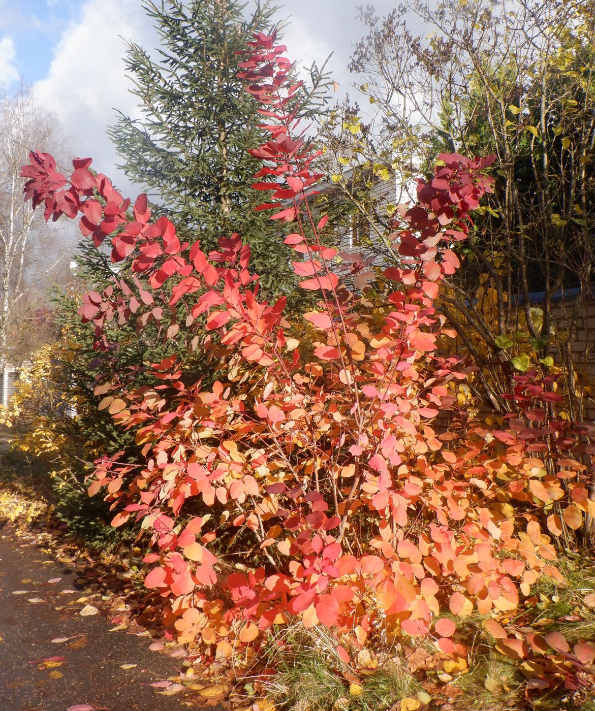 Image of Cotinus coggygria specimen.