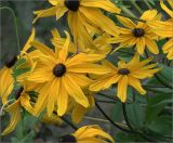 Rudbeckia hirta