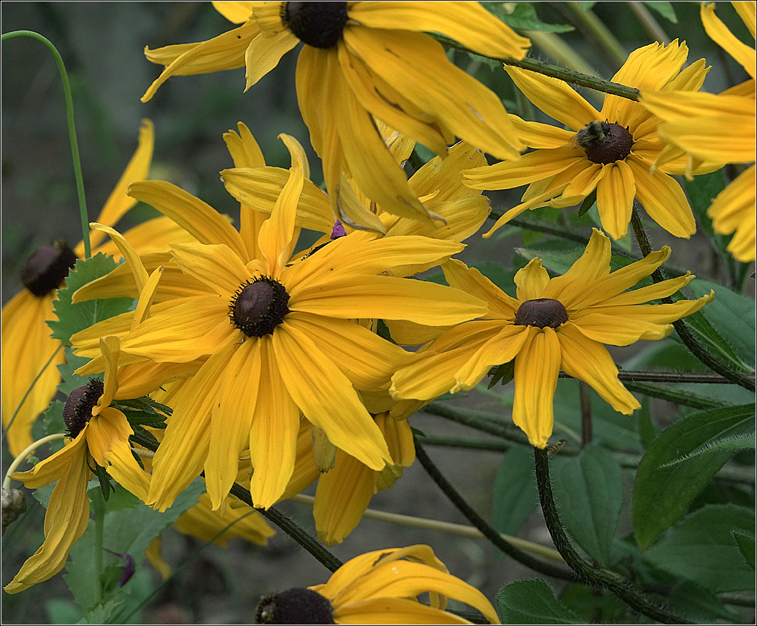 Image of Rudbeckia hirta specimen.