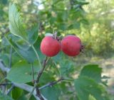 Crataegus submollis