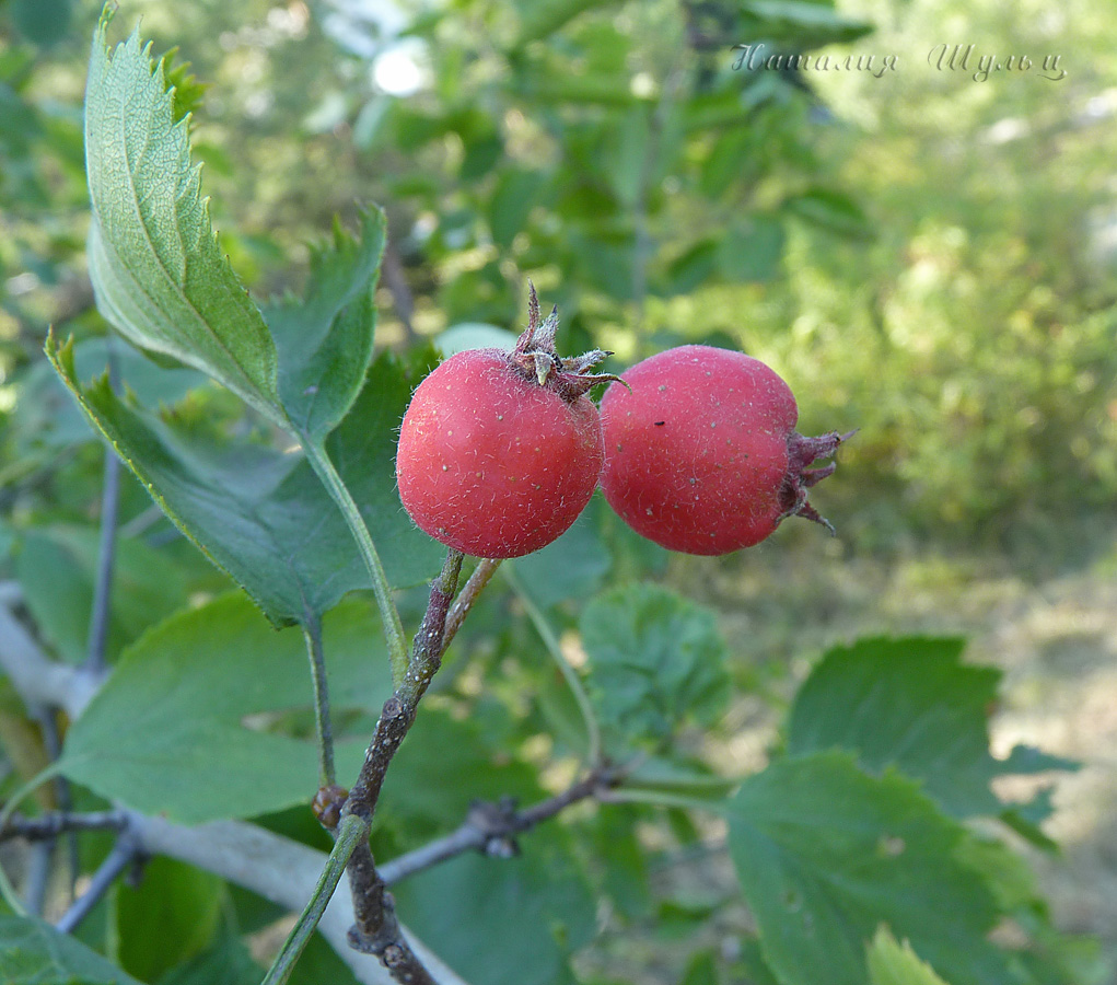 Изображение особи Crataegus submollis.