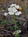 Achillea nobilis