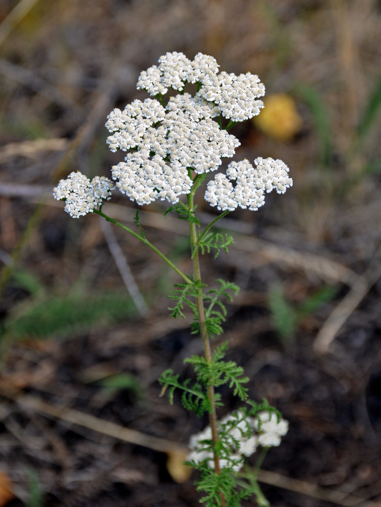 Изображение особи Achillea nobilis.