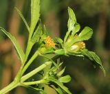 Bidens tripartita