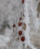 Elaeagnus orientalis