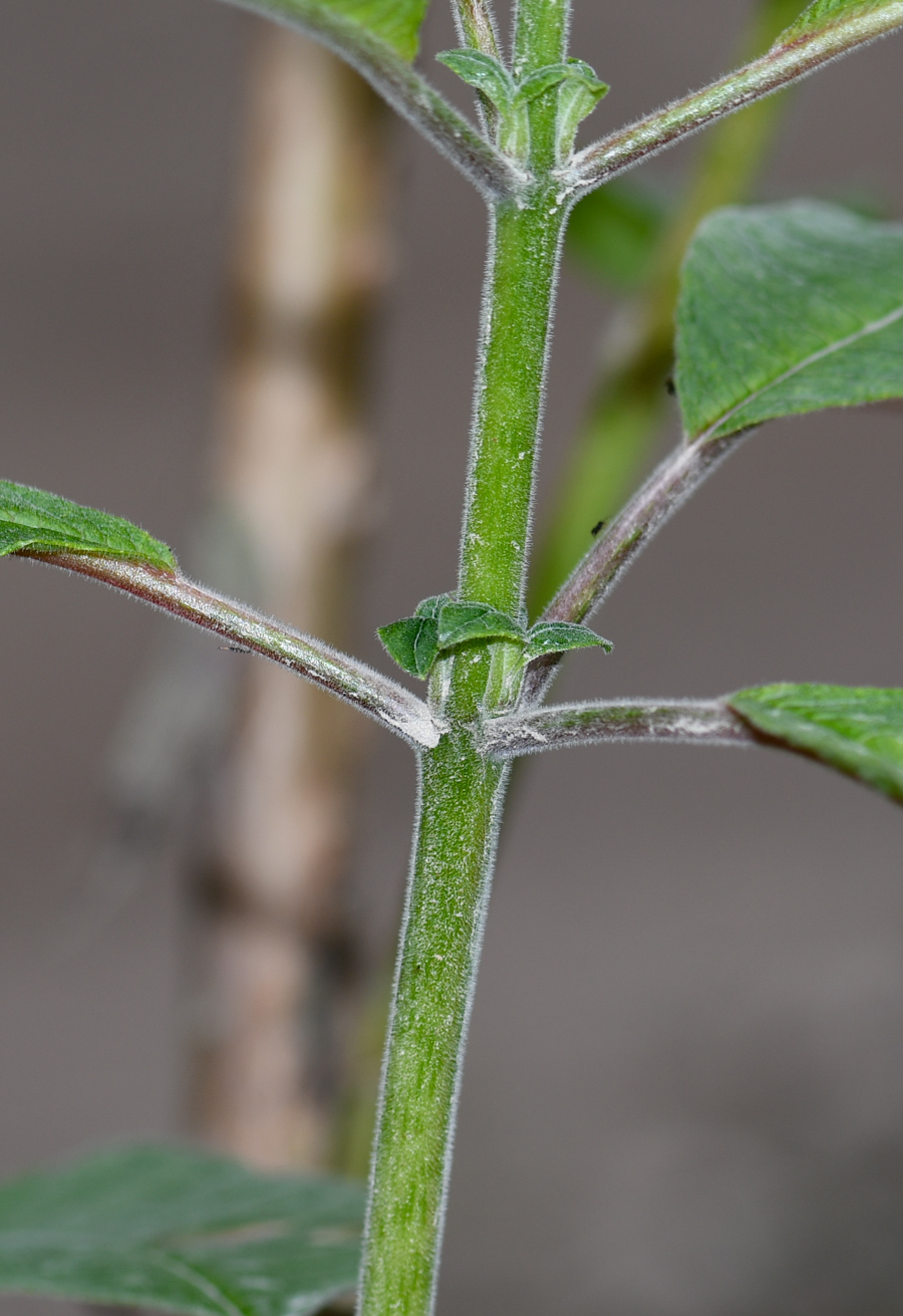 Image of Fuchsia boliviana specimen.